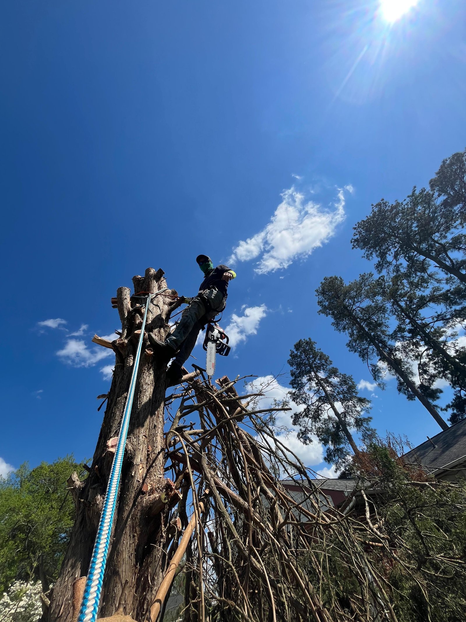 Tree Services