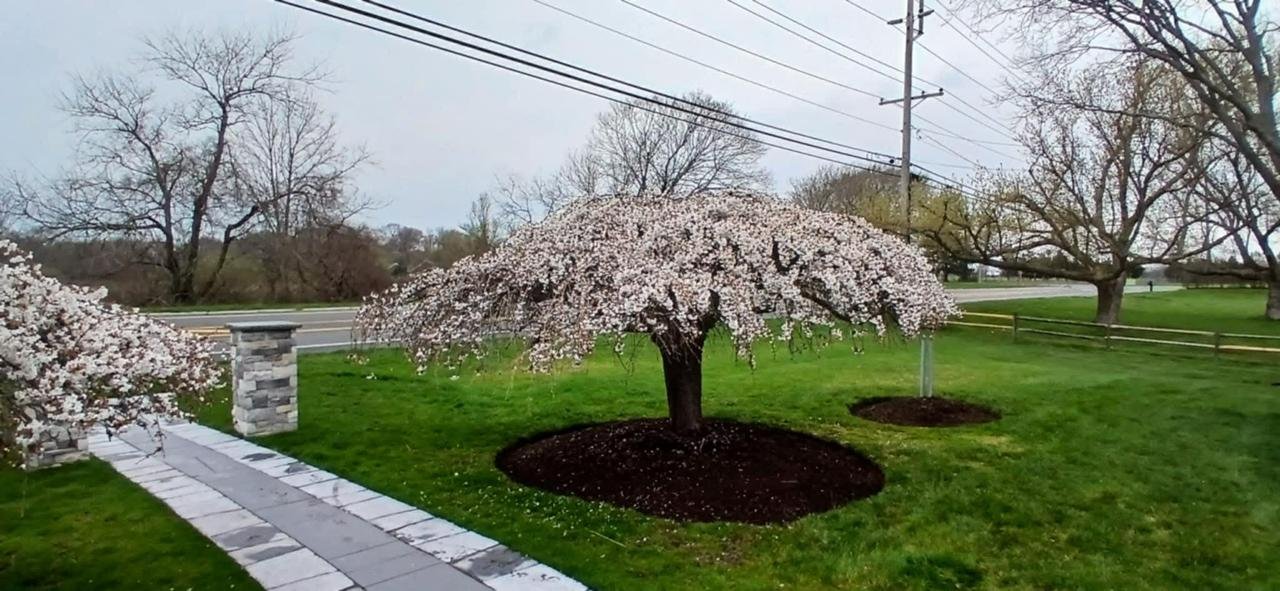 Alex's Lawn Care Work 22